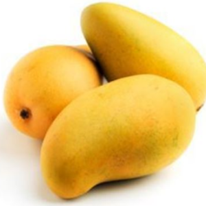 malgova mango